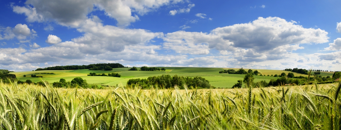 Bewertung unbebauter landwirtschaftlicher Nutzfläche